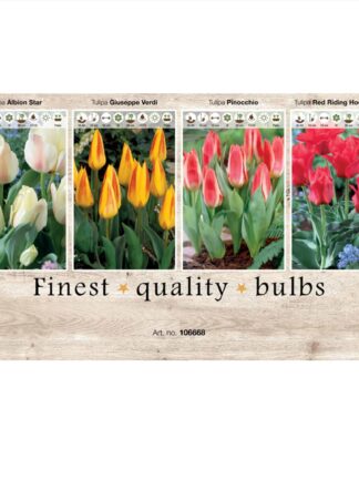 Showbox Tulipa 106668