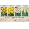 Showbox Narcissus 106670