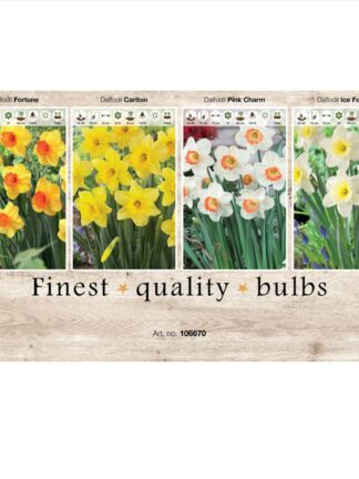 Showbox Narcissus 106670