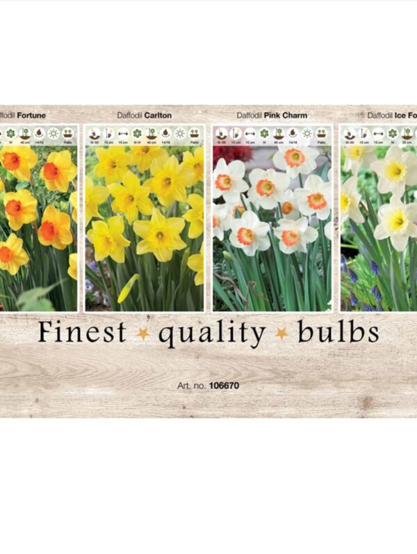 Showbox Narcissus 106670