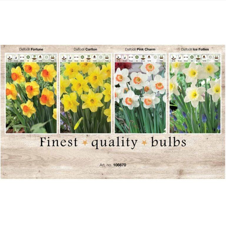 Showbox Narcissus 106670