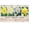 Showbox Narcissus 106672