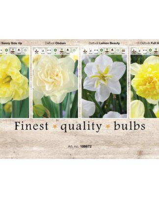 Showbox Narcissus 106672