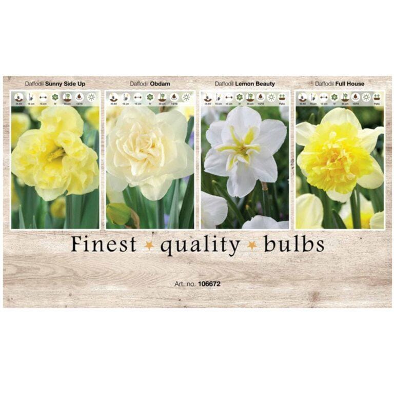 Showbox Narcissus 106672