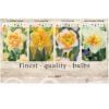 Showbox Narcissus 106673