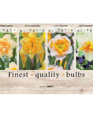 Showbox Narcissus 106673