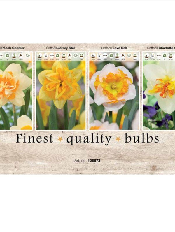 Showbox Narcissus 106673