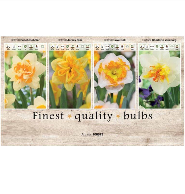 Showbox Narcissus 106673