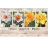 Showbox Narcissus 106674