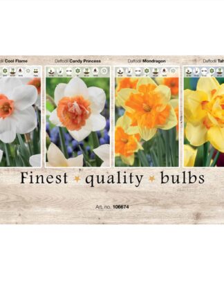 Showbox Narcissus 106674