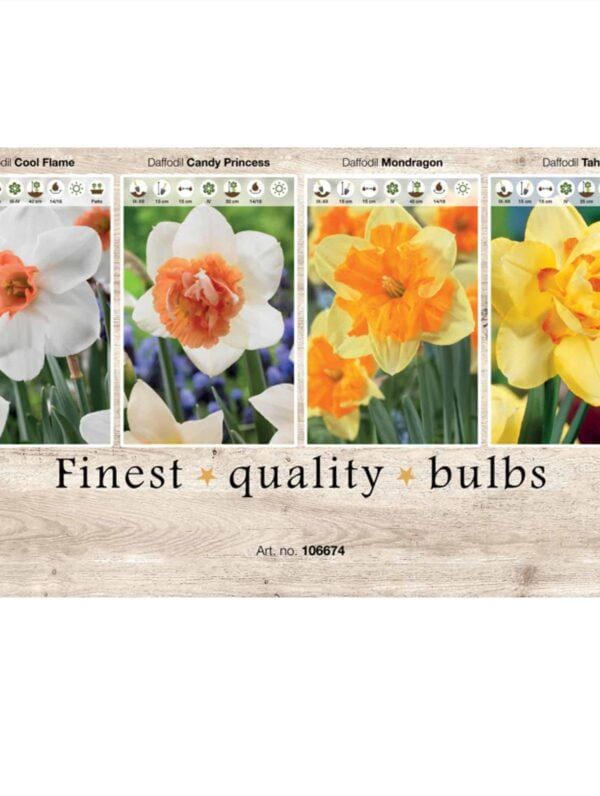 Showbox Narcissus 106674