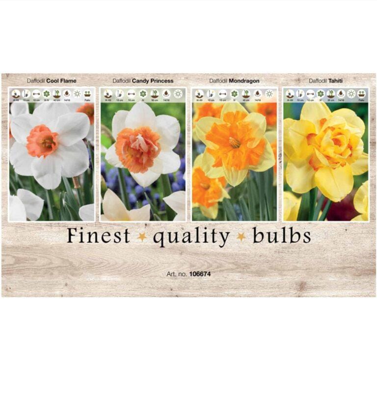 Showbox Narcissus 106674