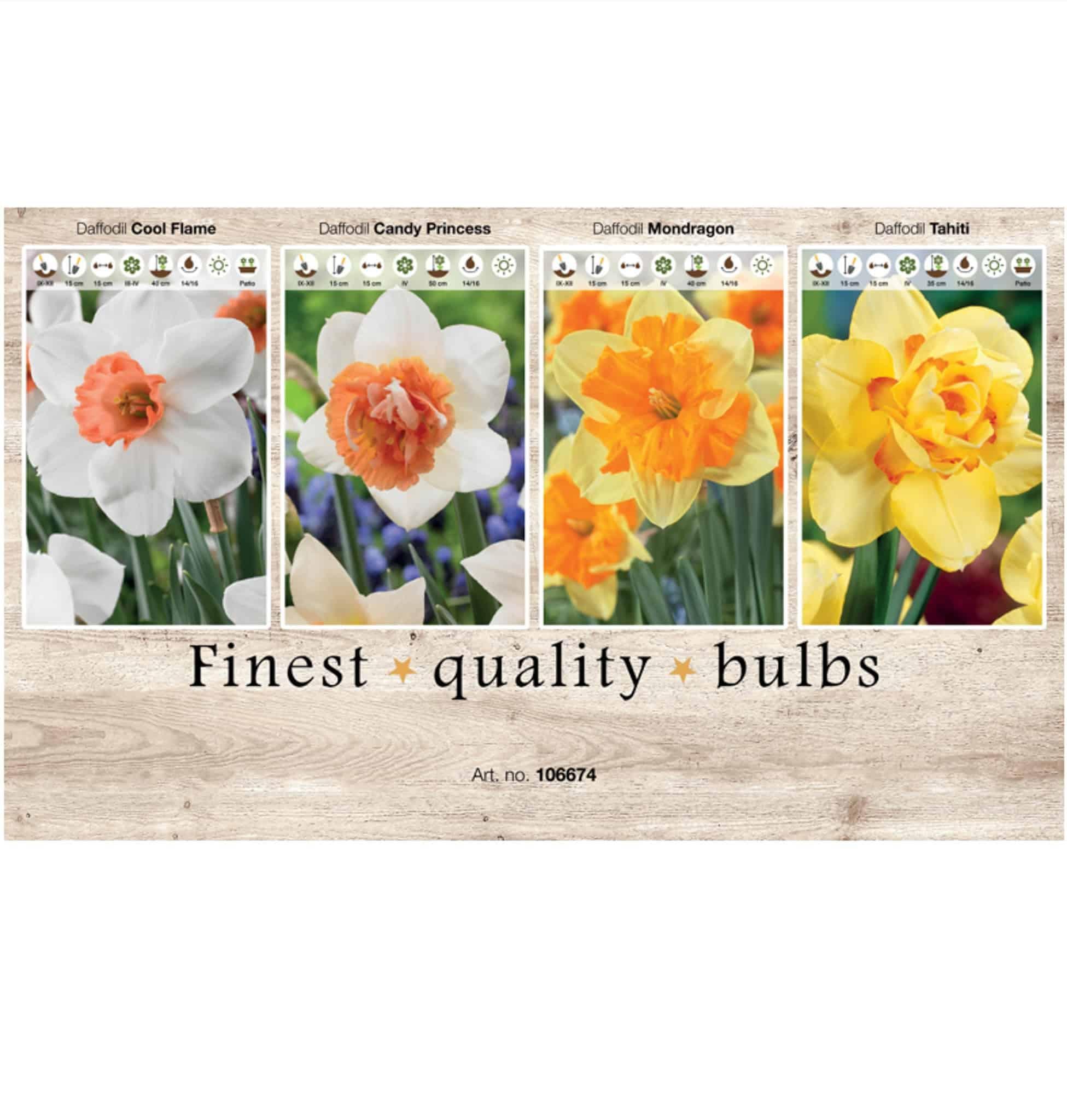 Showbox Narcissus 106674