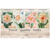 Showbox Narcissus 106675