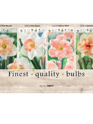 Showbox Narcissus 106675