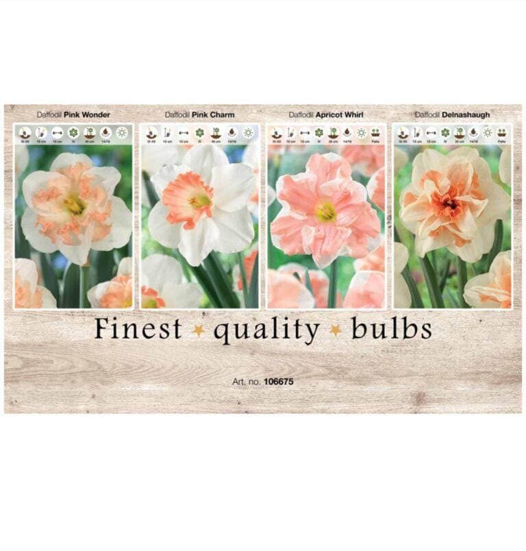 Showbox Narcissus 106675