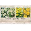 Showbox Narcissus 106676
