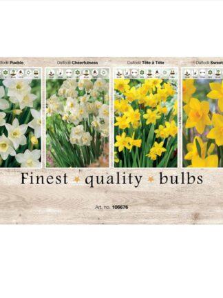 Showbox Narcissus 106676