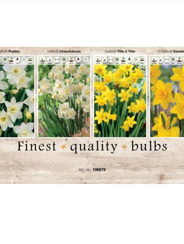 Showbox Narcissus 106676