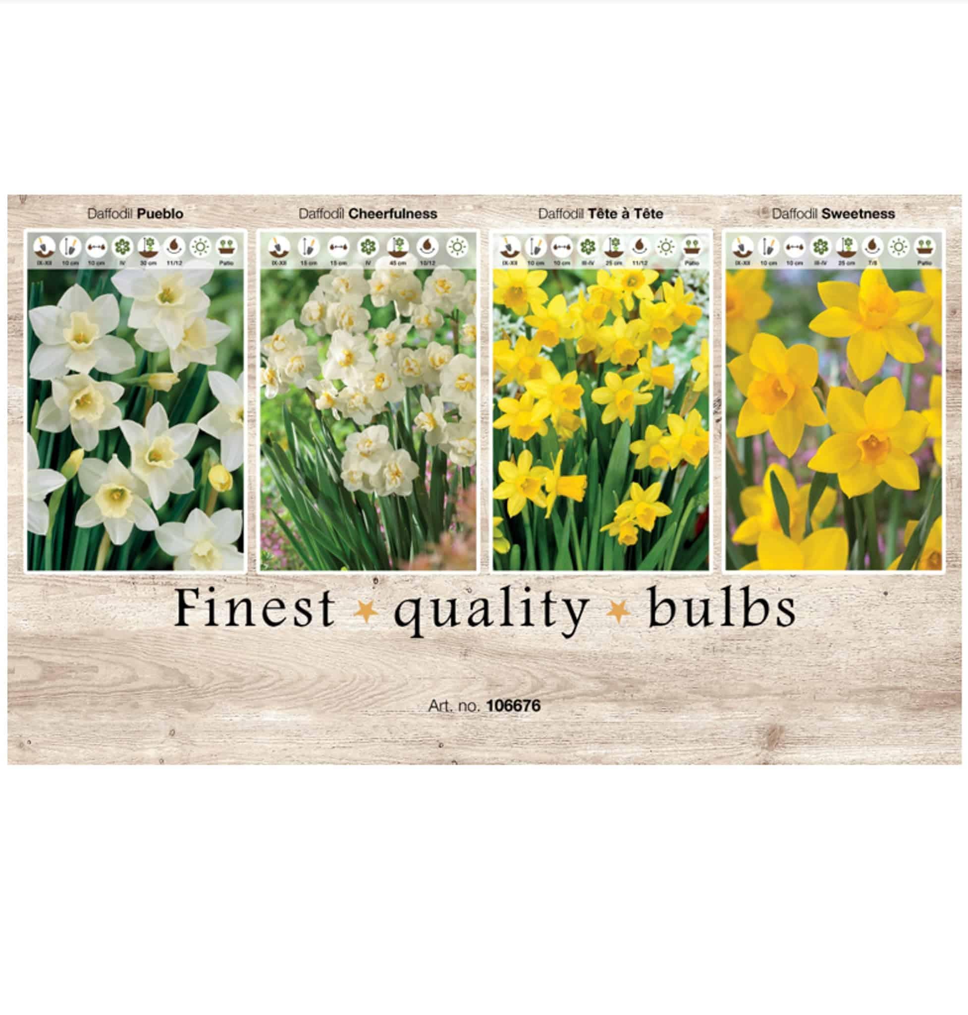 Showbox Narcissus 106676