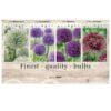 Showbox Allium 106681