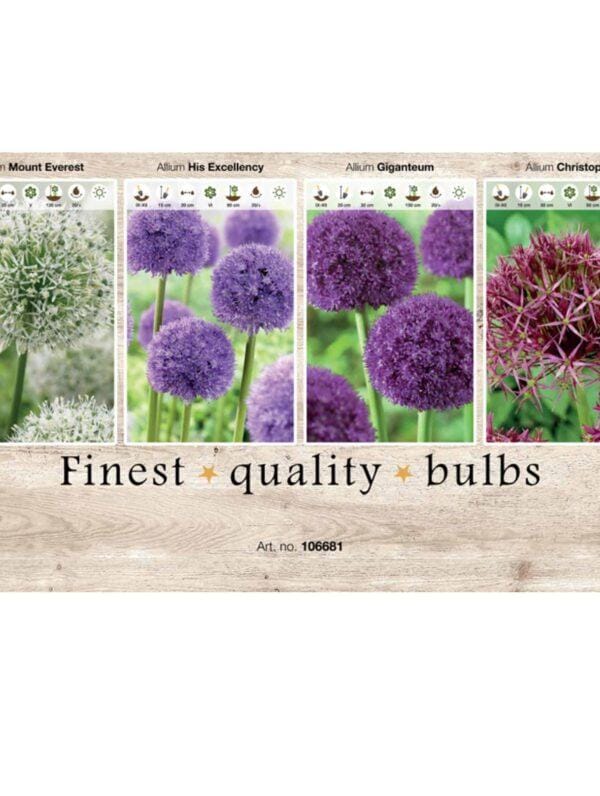Showbox Allium 106681