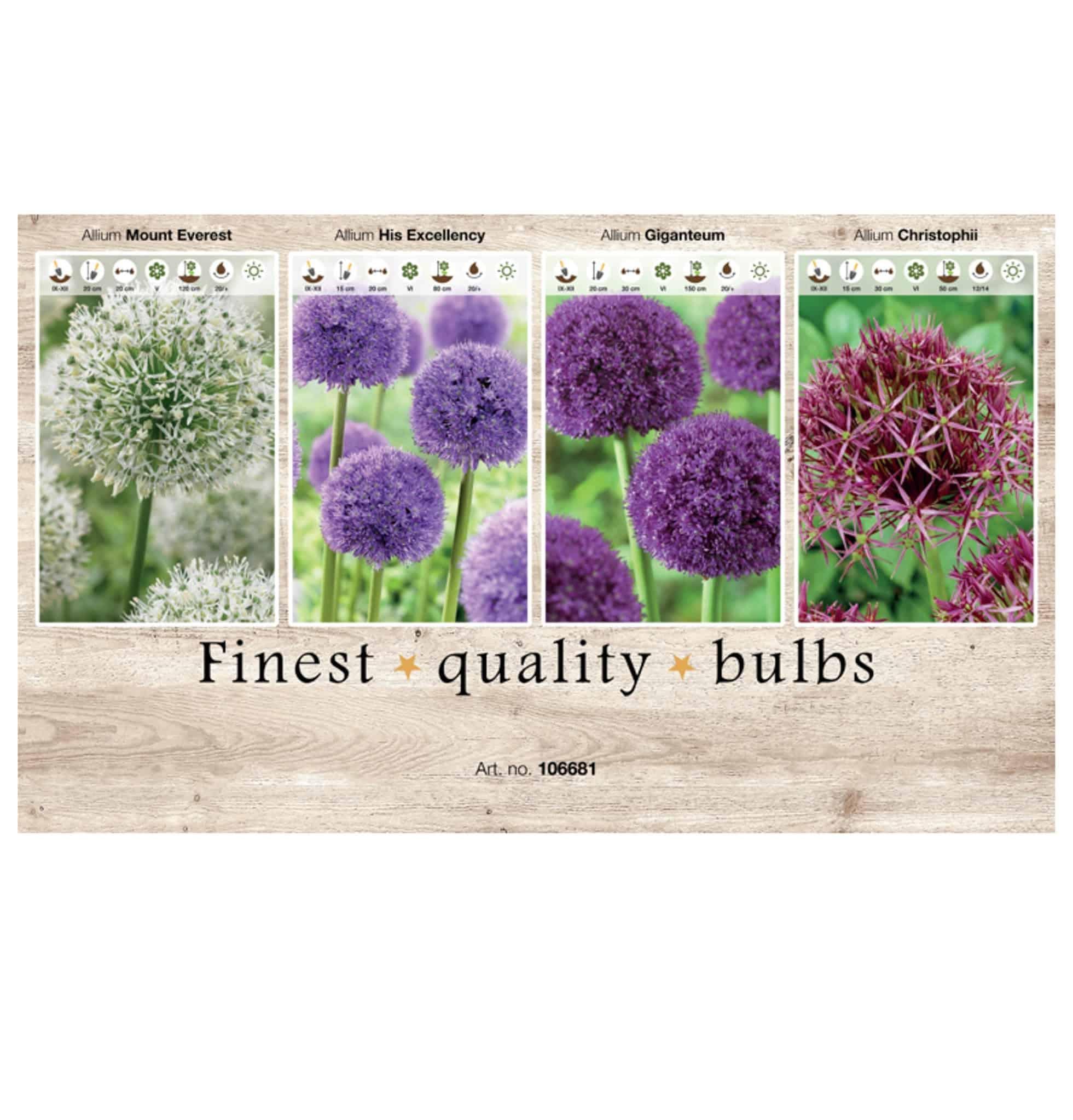 Showbox Allium 106681