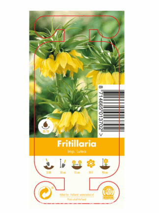 Nature Fritillaria Imp. Lutea