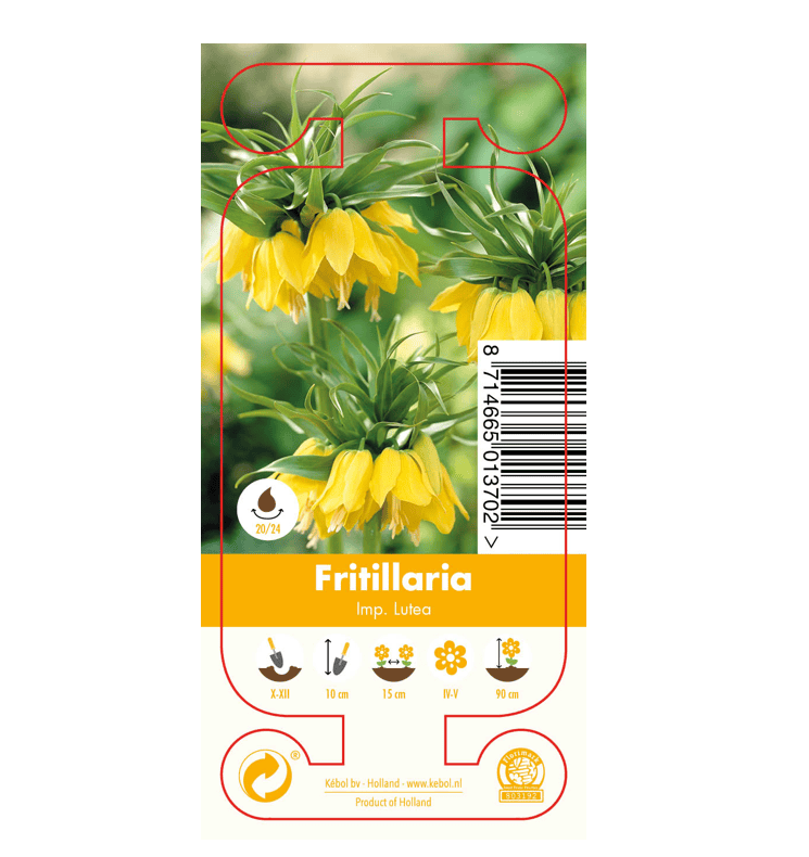 Nature Fritillaria Imp. Lutea