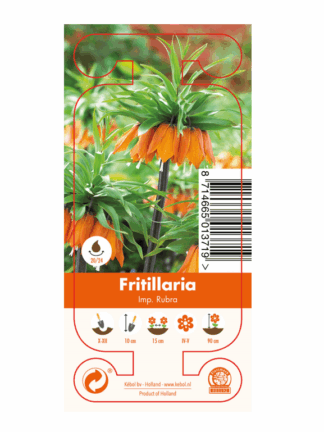 Nature Fritillaria Imp. Rubra