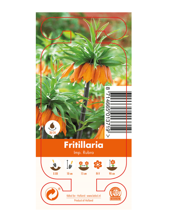 Nature Fritillaria Imp. Rubra