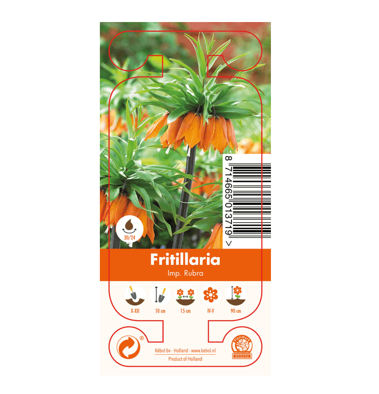 Nature Fritillaria Imp. Rubra
