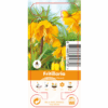 Nature Fritillaria Imp. Striped Beauty