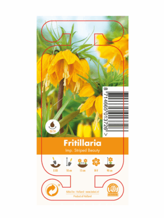 Nature Fritillaria Imp. Striped Beauty