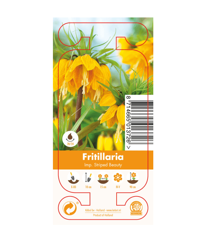 Nature Fritillaria Imp. Striped Beauty