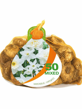 Narcissus Mixed in White Bonus Bag
