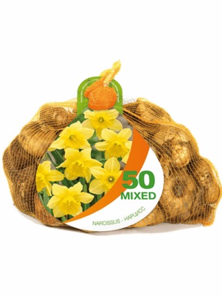 Narcissus Carlton Bonus Bag