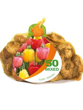 Tulipa Darwin Hybrid Mixed Bonus Bag