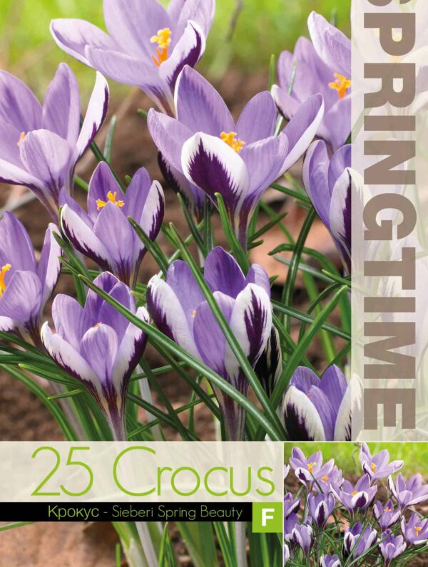 Crocus Sieberi Spring Beauty