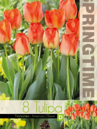 Tulipa American Dream