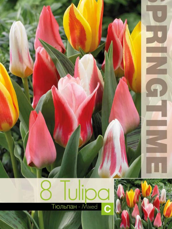 Tulipa Tulipa Botanical Mixed