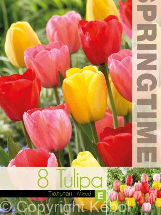 Tulipa Darwin Hybrid Mixed