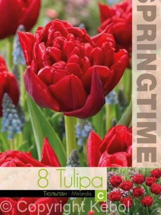 Tulipa Miranda