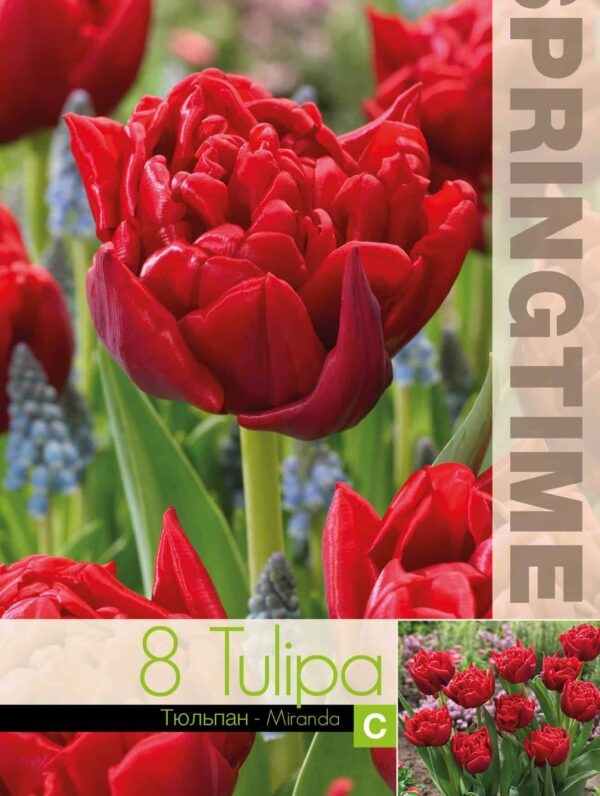Tulipa Miranda