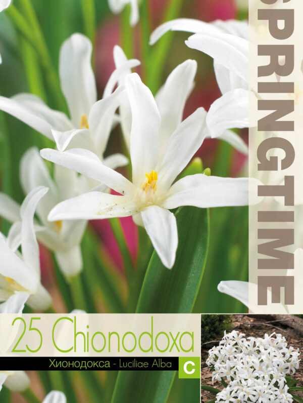Chionodoxa Luciliae Alba