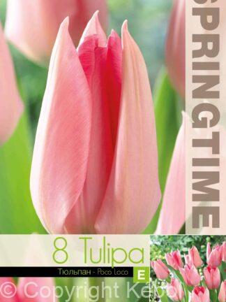 Tulipa Poco Loco