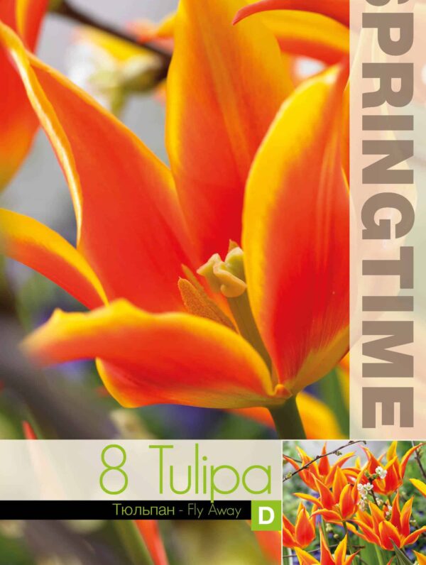 Tulipa Fly Away