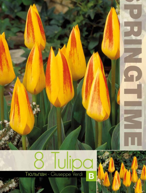 Tulipa Giuseppe Verdi
