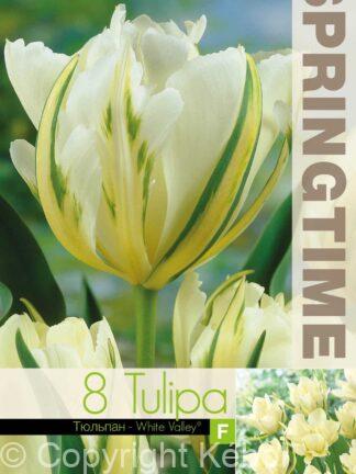 Tulipa White Valley