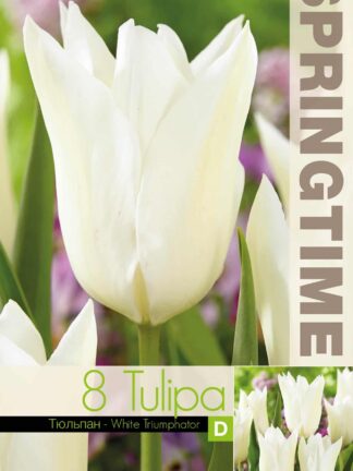 Tulipa White Triumphator